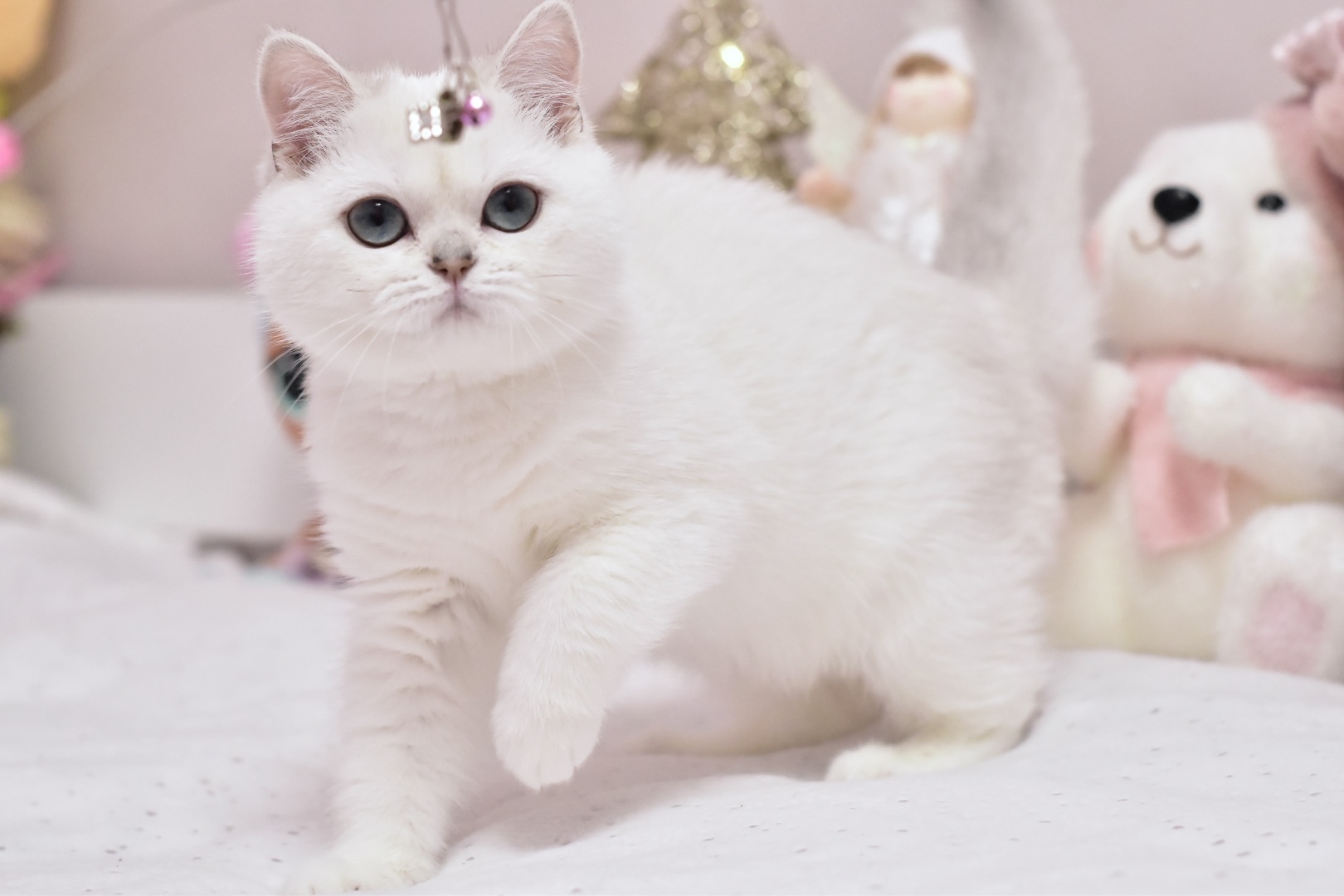 Whitney British Shorthair