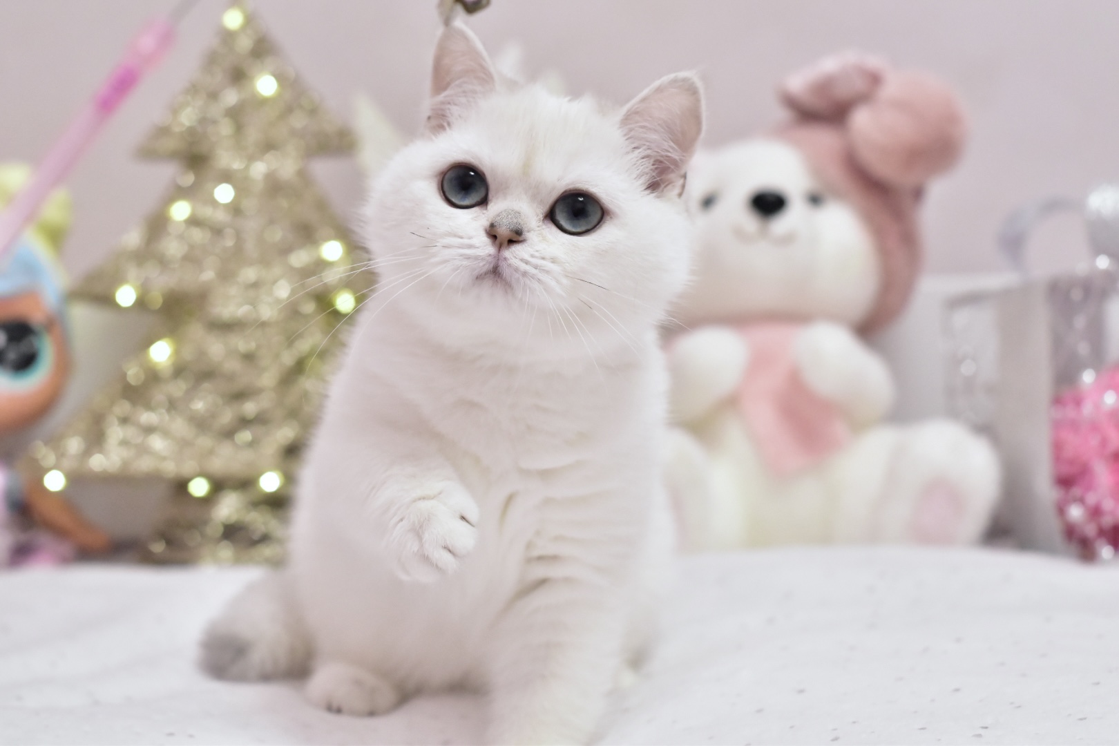 Whitney British Shorthair