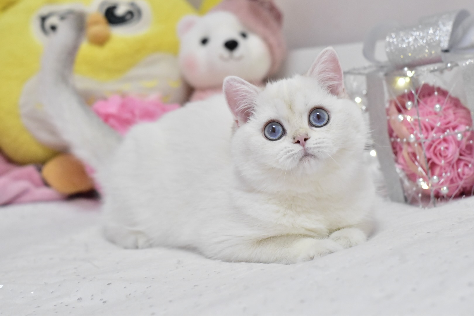 Wiki British Shorthair