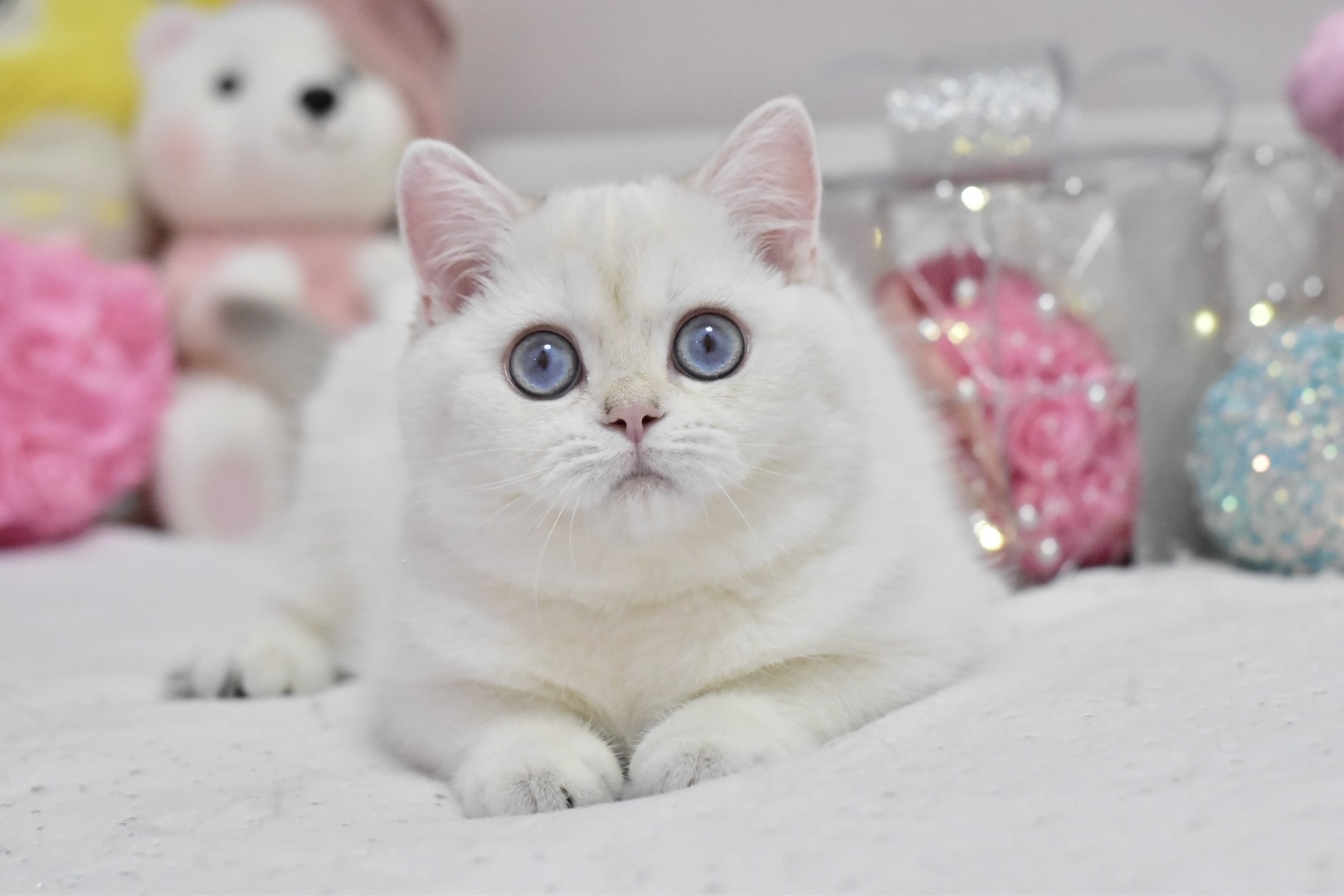 Wiki British Shorthair