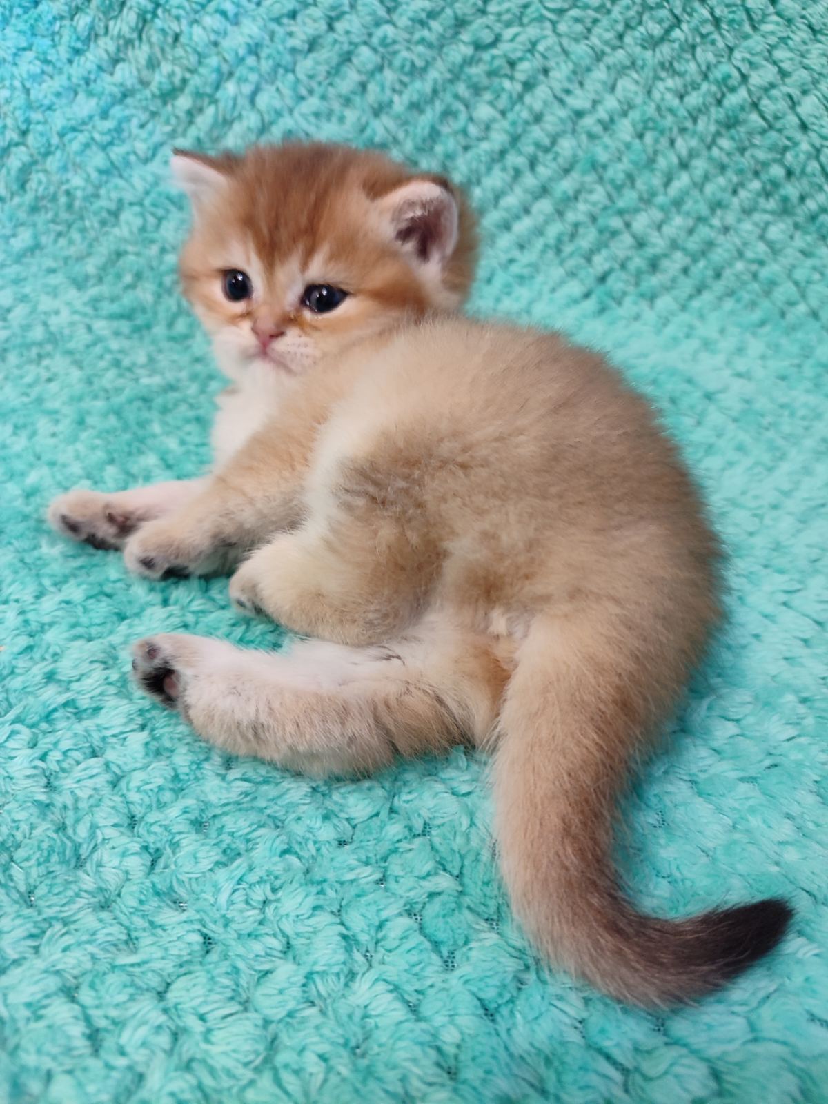 Amanda British Shorthair