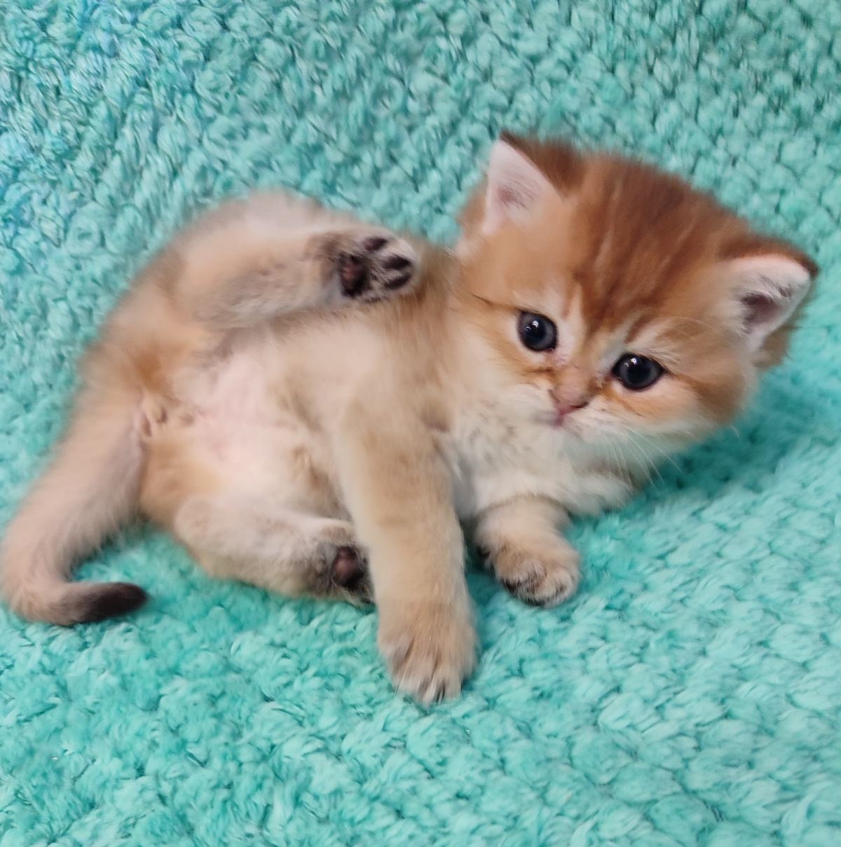 Amanda British Shorthair