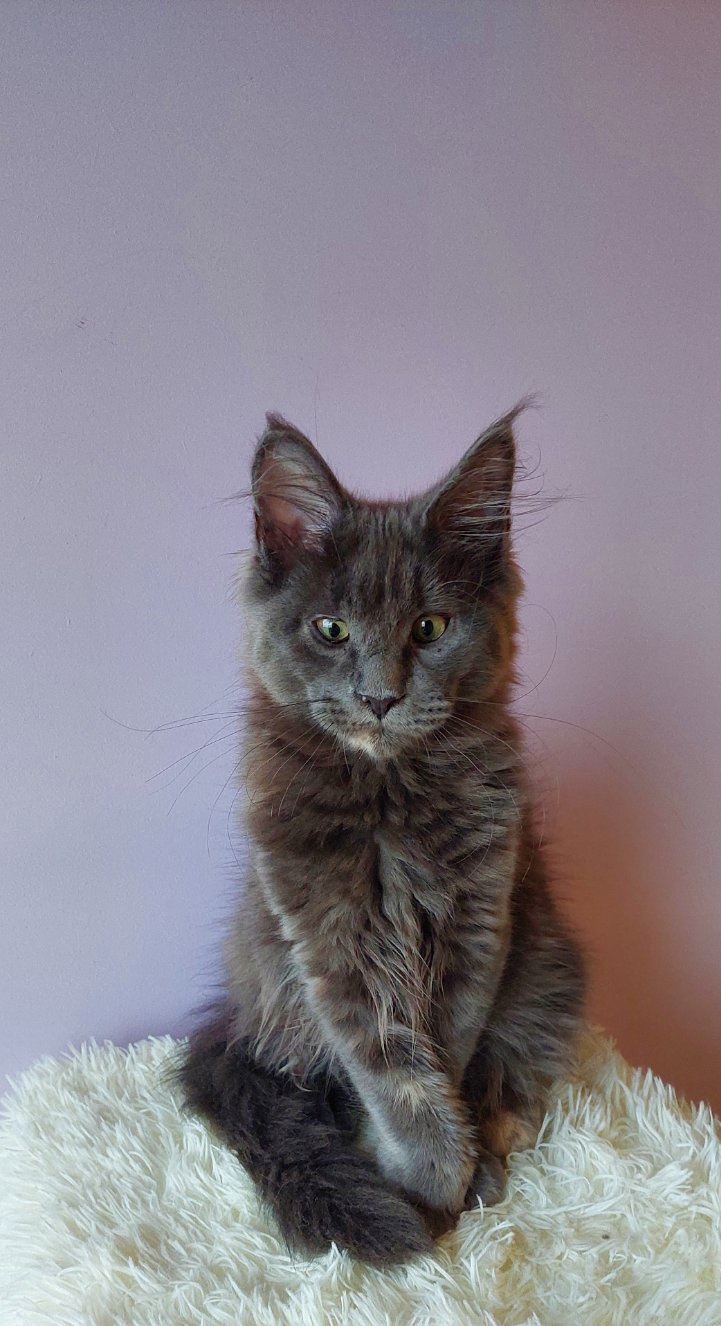 Ashana Maine Coon