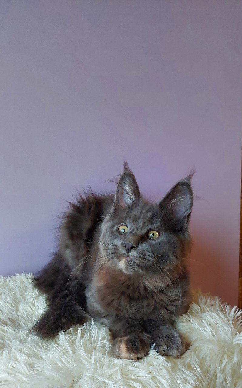 Ashana Maine Coon