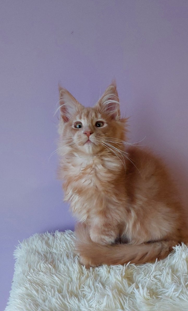 Baron Maine Coon