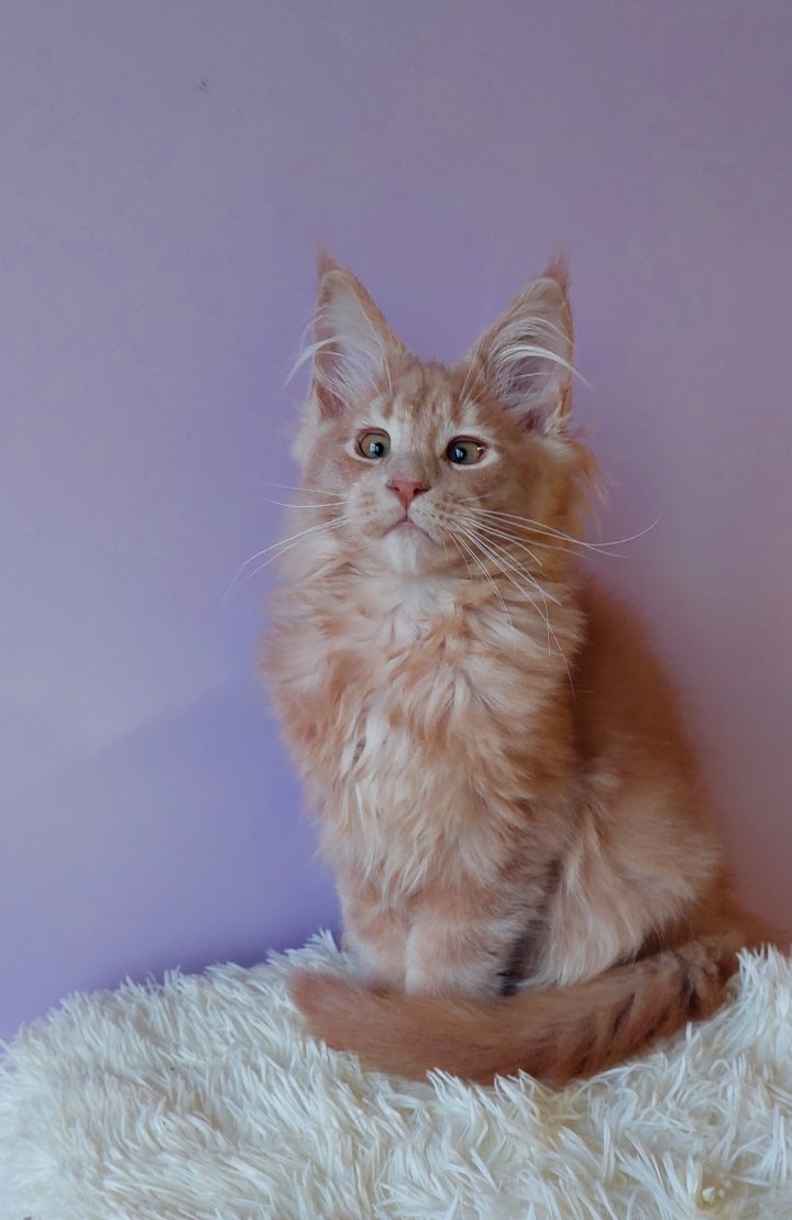 Baron Maine Coon