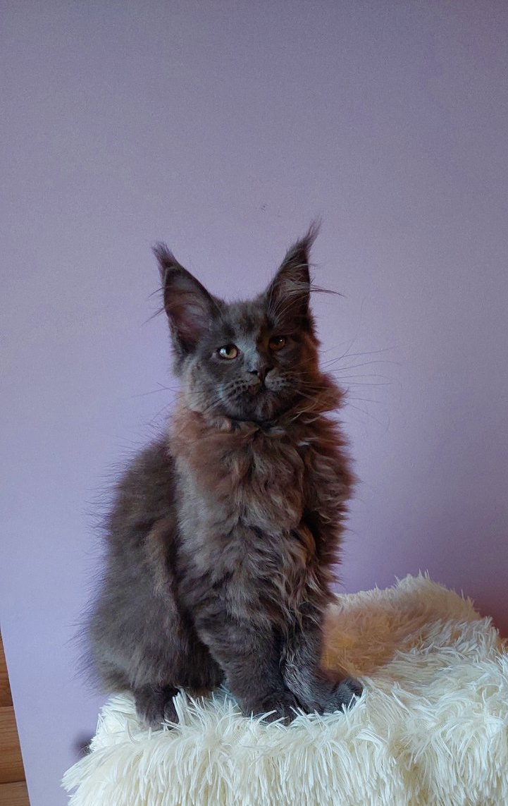 Bonna Maine Coon