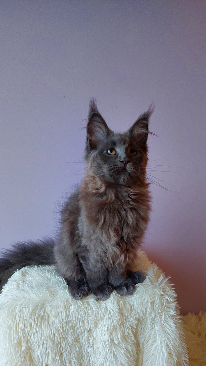 Bonna Maine Coon