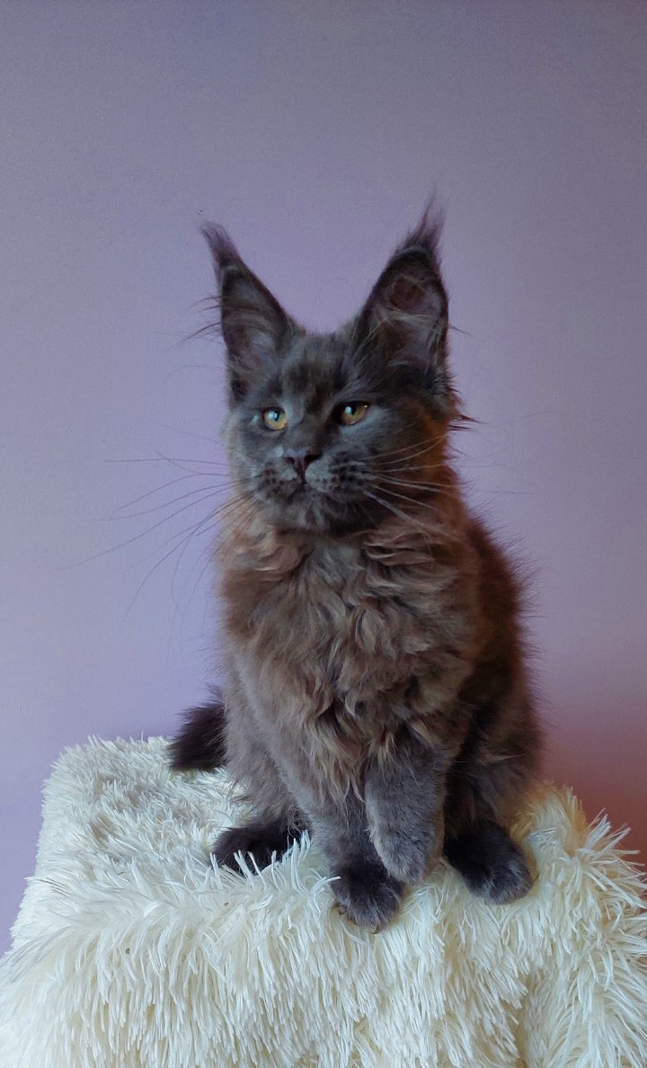 Bonna Maine Coon