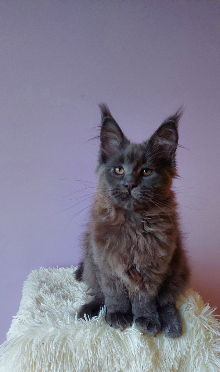 Bonna Maine Coon