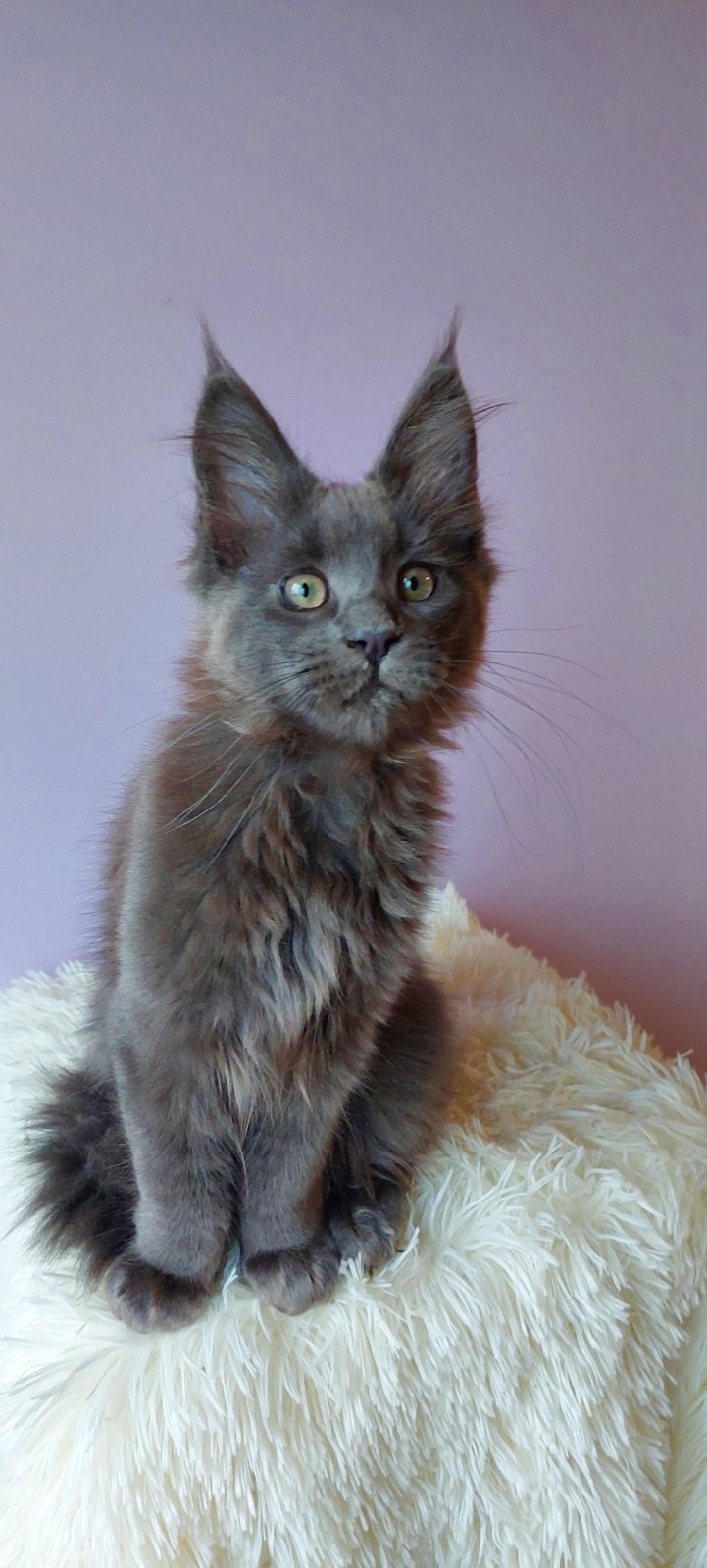 Brina Maine Coon