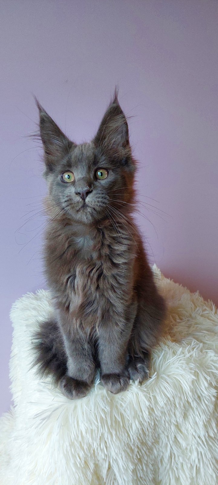 Brina Maine Coon