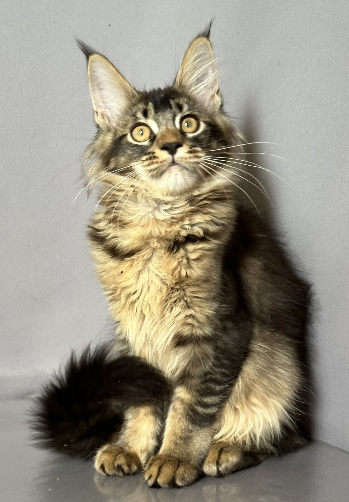 Camilla Maine Coon