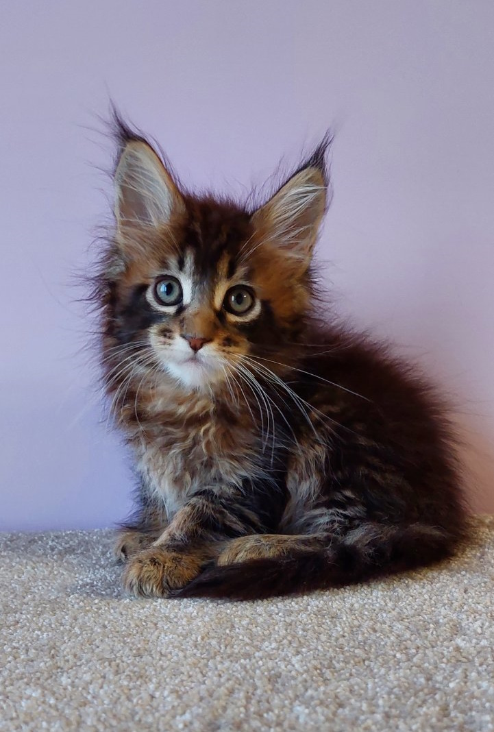 Denis Maine Coon