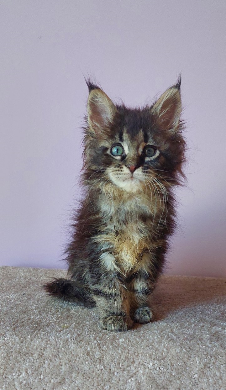 Eleonora Maine Coon