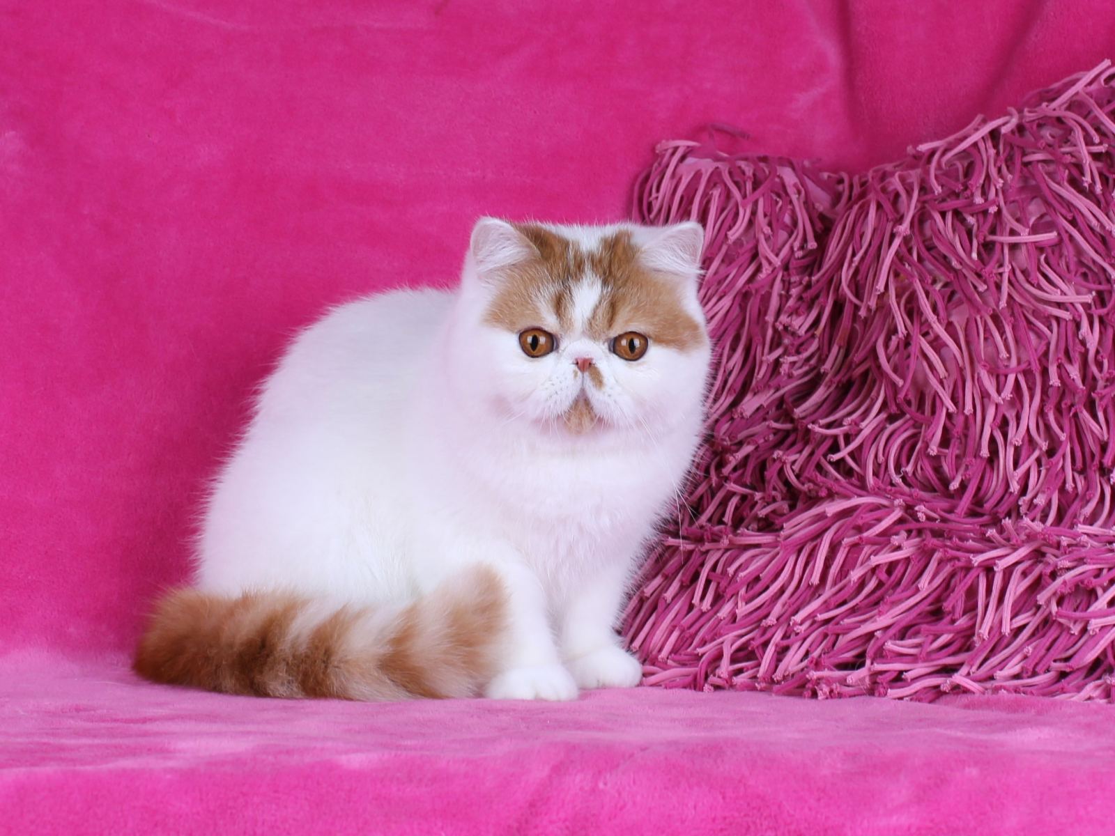 Funtik Exotic Shorthair