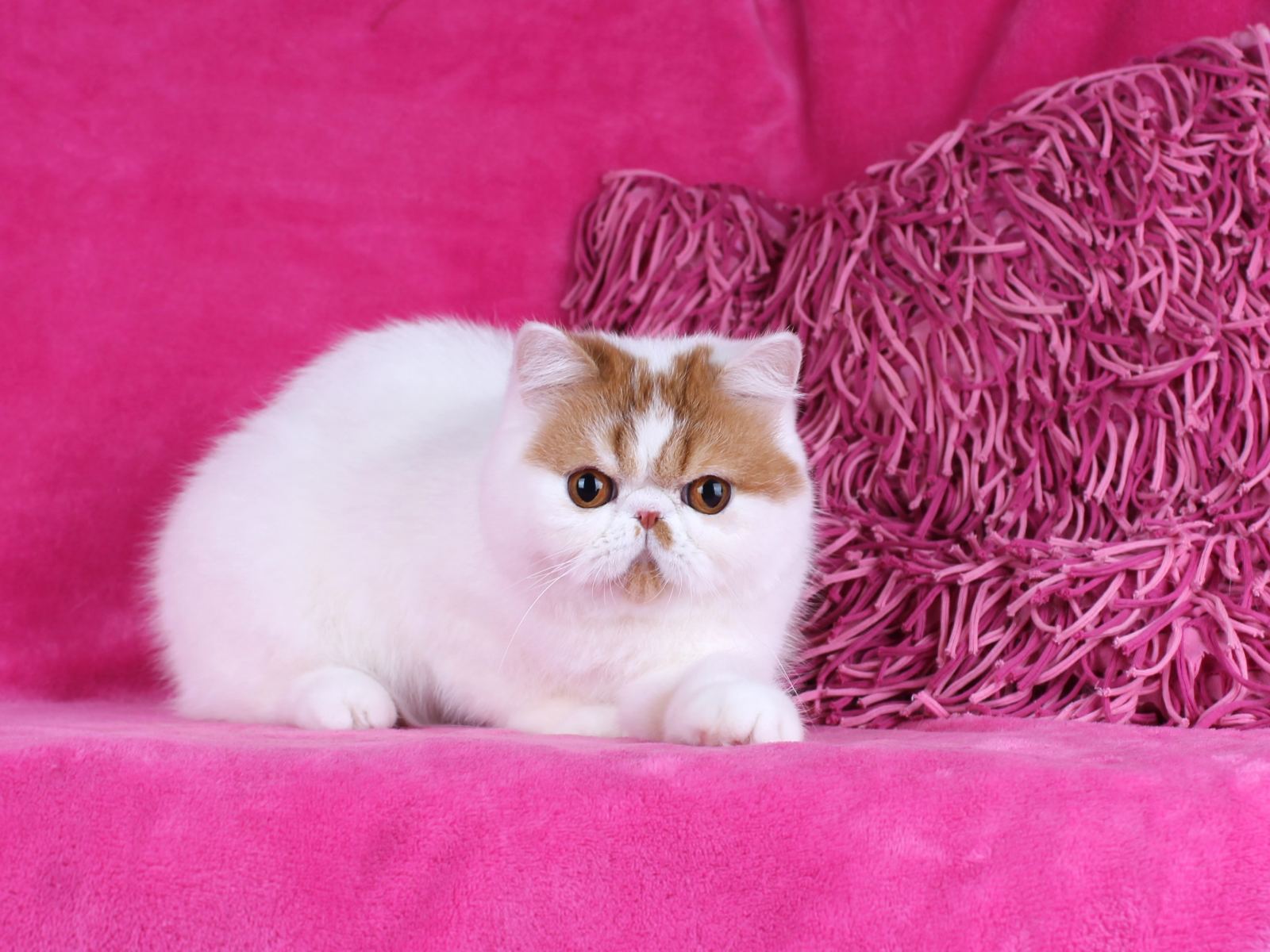 Funtik Exotic Shorthair