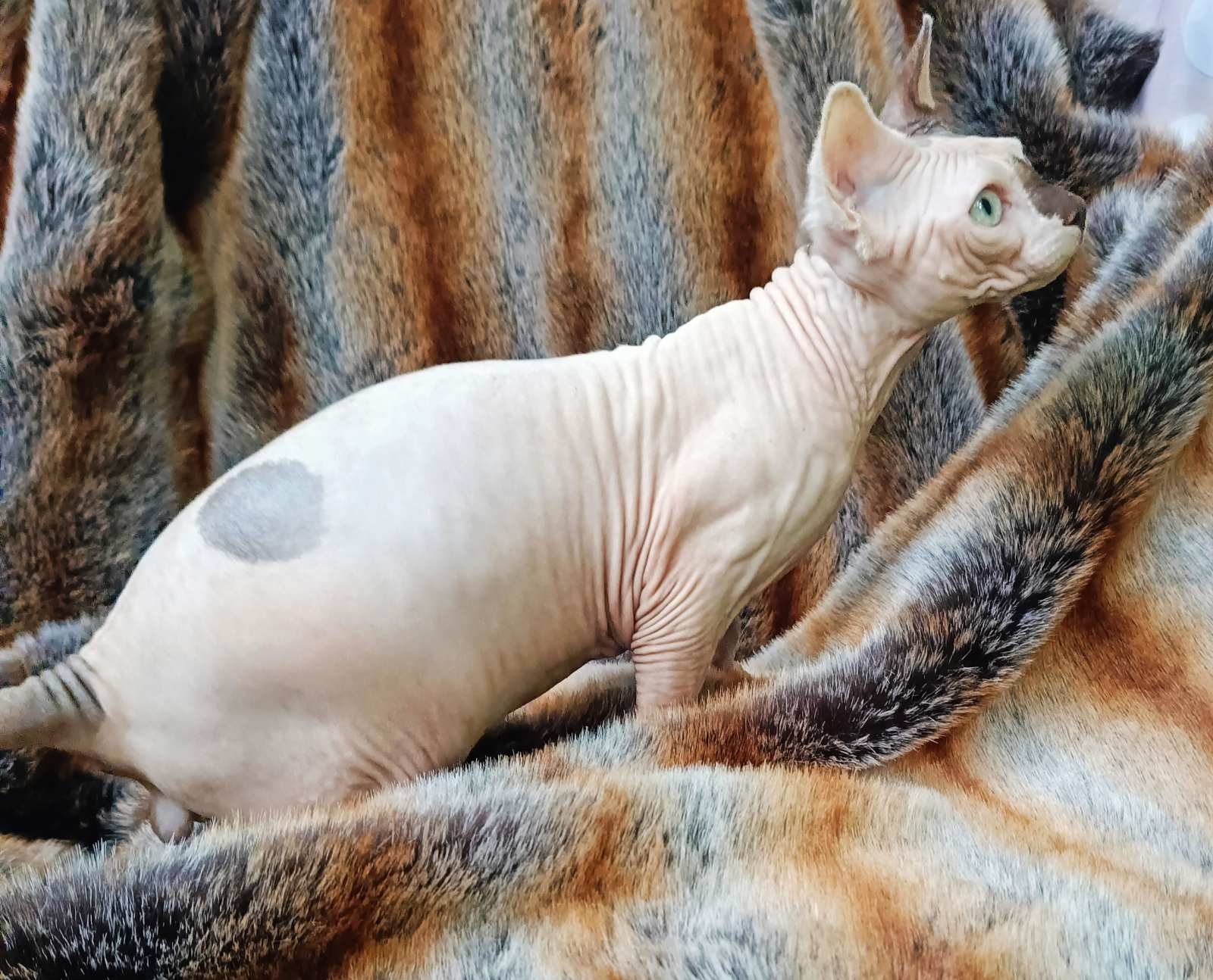 Okkama Sphynx