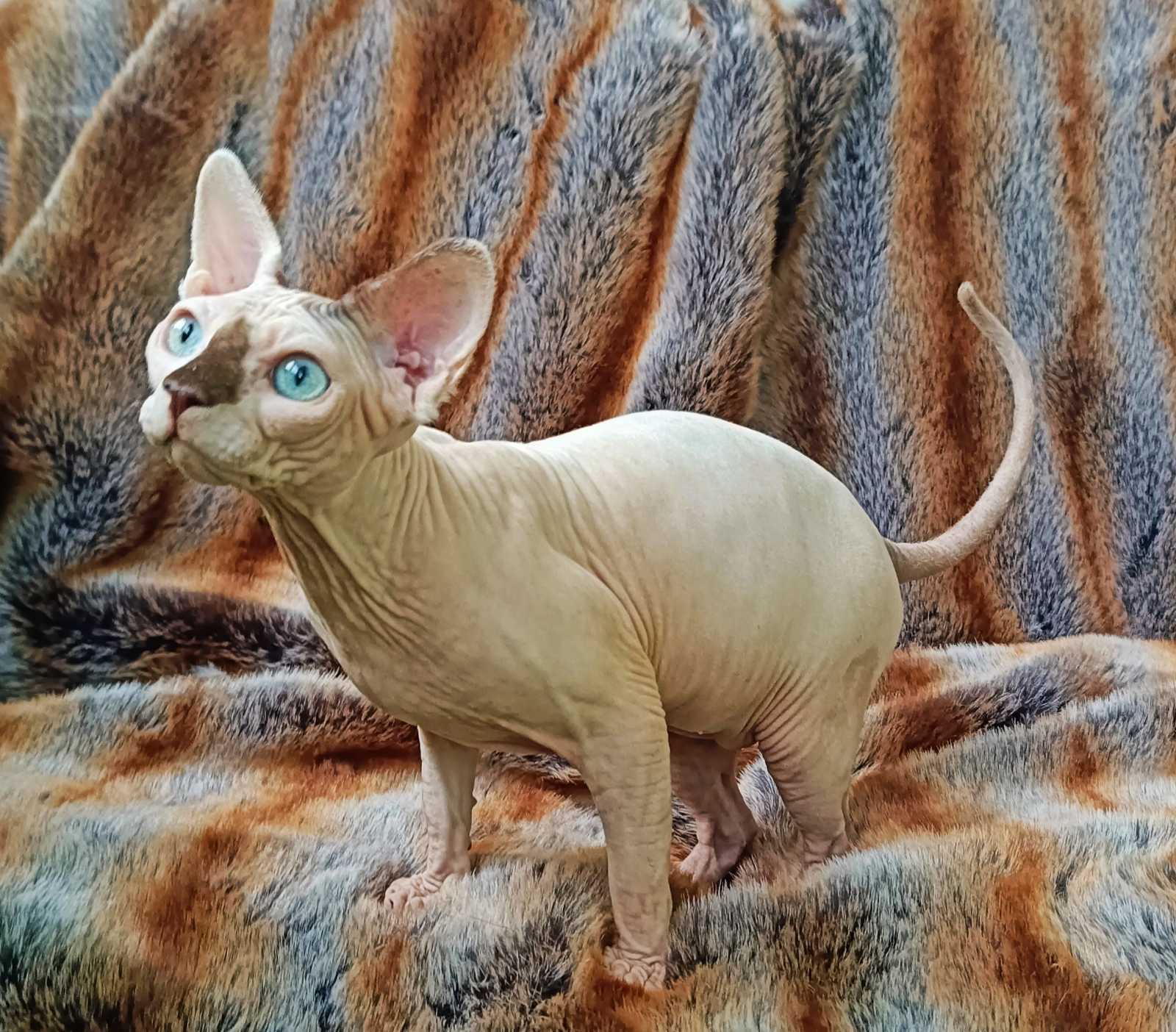 Okkama Sphynx