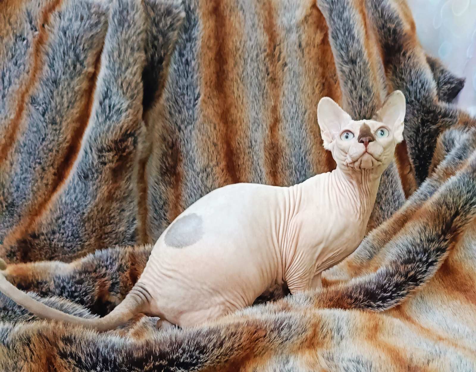 Okkama Sphynx