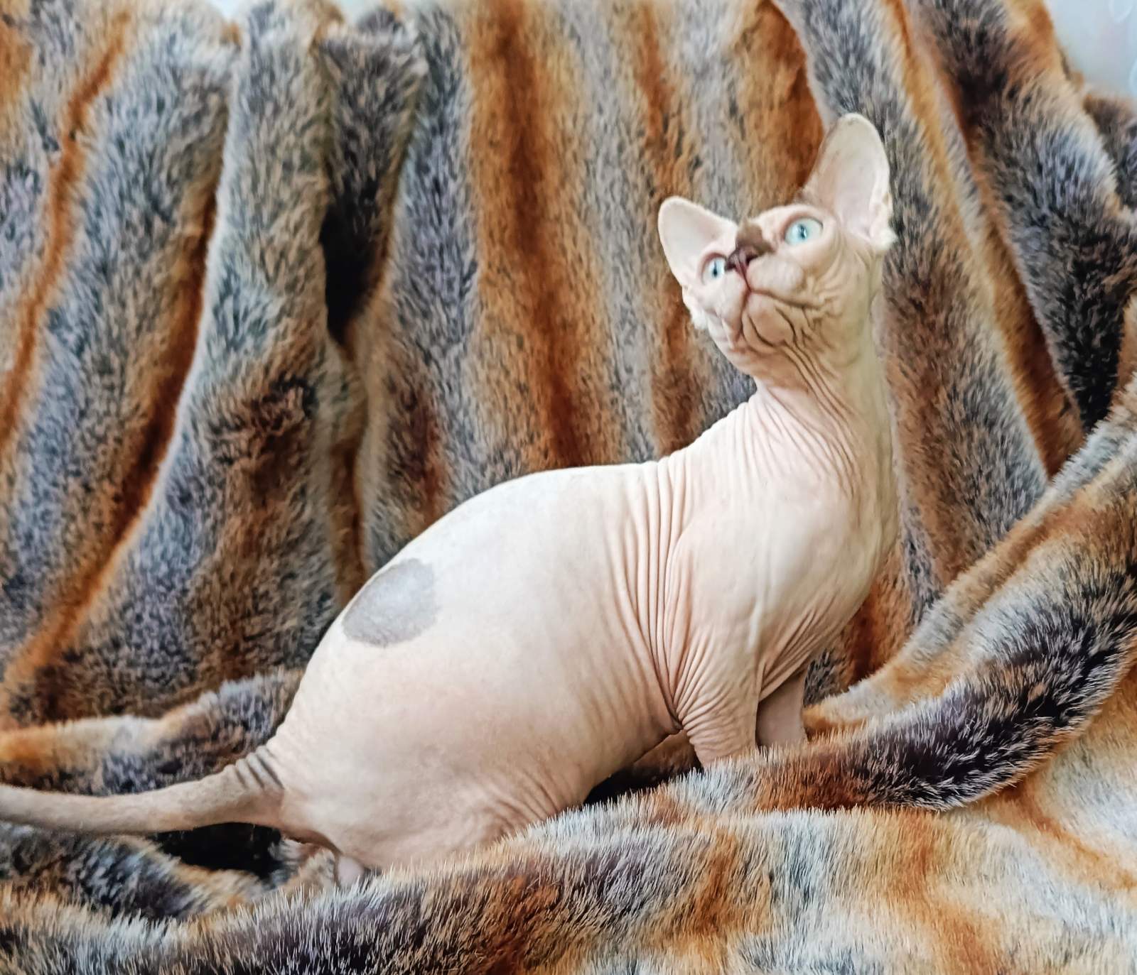 Okkama Sphynx