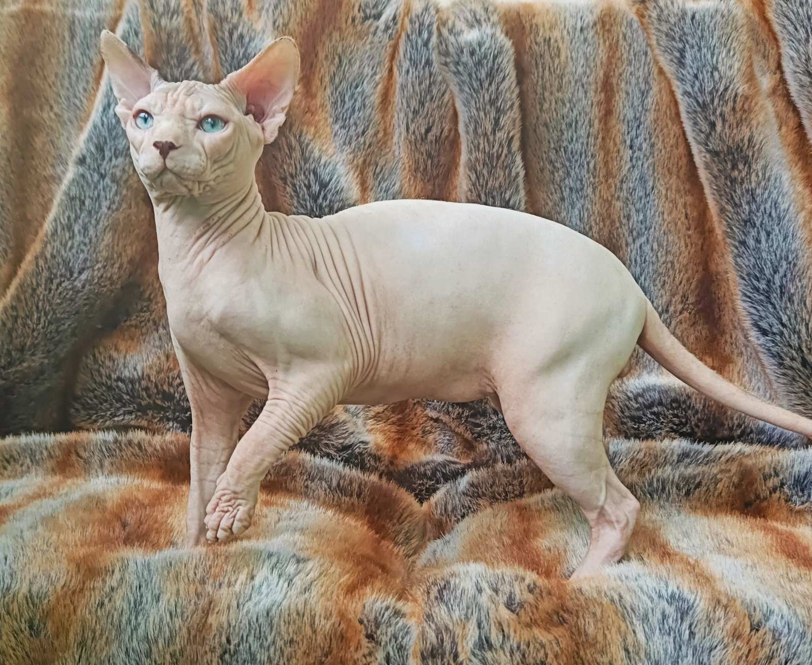 Orion Sphynx