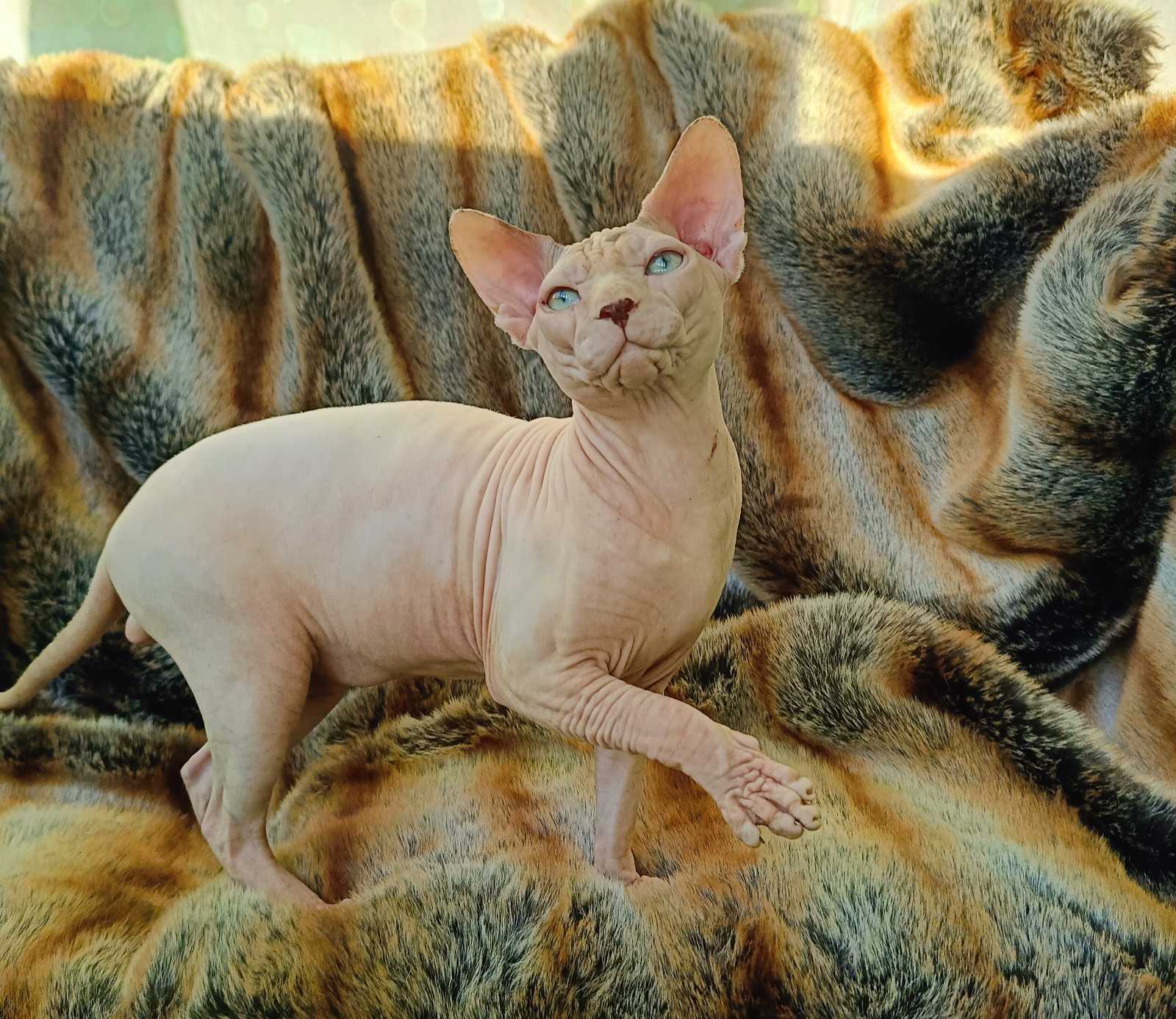 Orion Sphynx