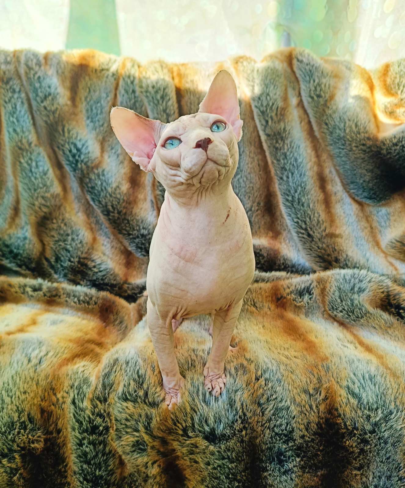 Orion Sphynx