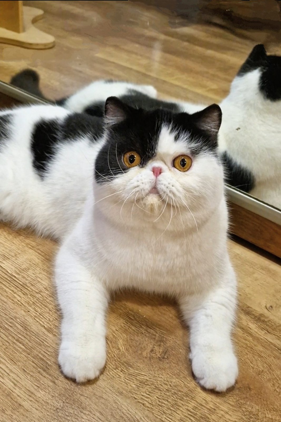 Pluto Exotic Shorthair