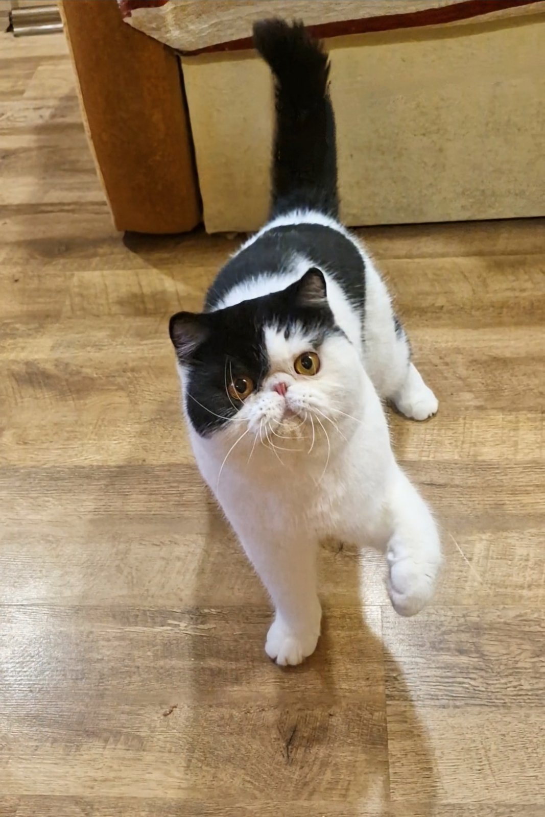 Pluto Exotic Shorthair