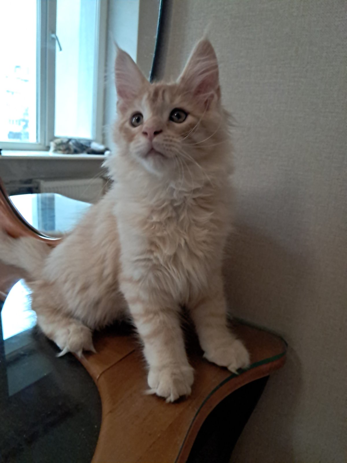 Romeo Maine Coon