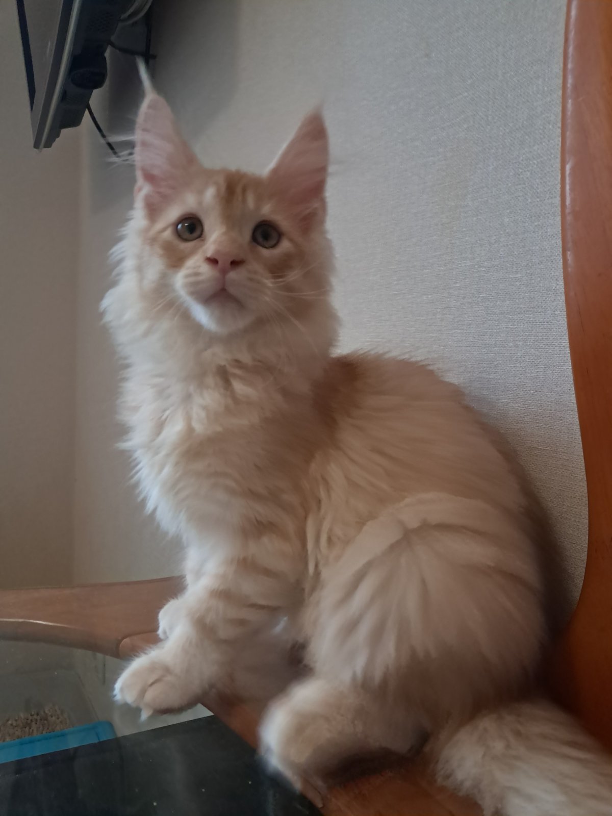 Romeo Maine Coon