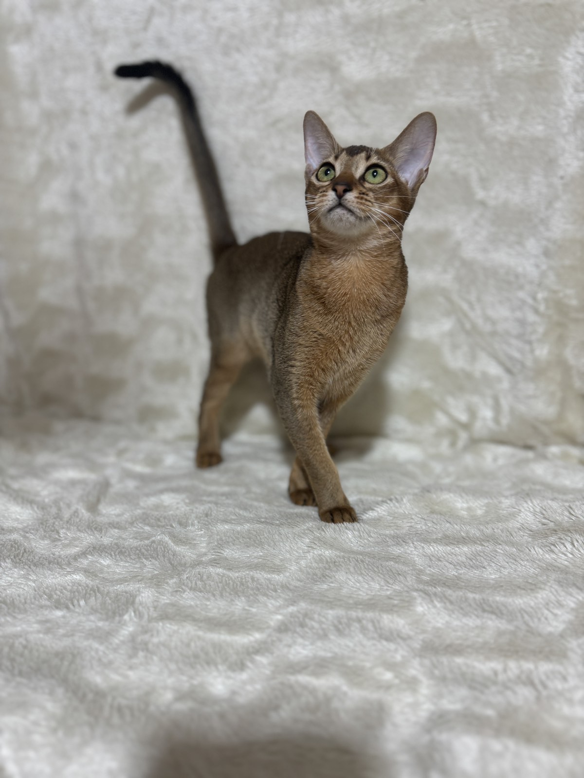 Wanessa Abyssinian