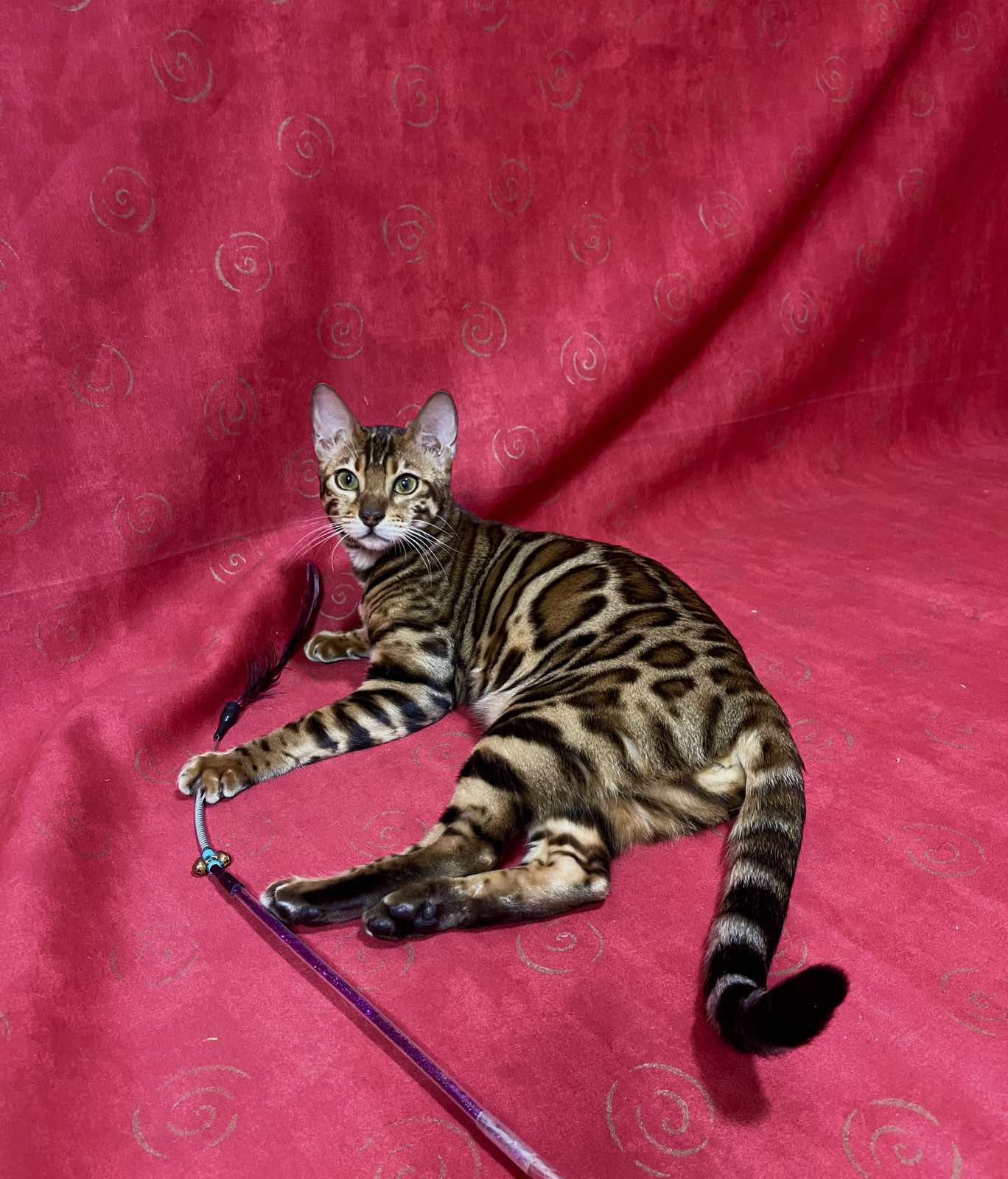 Xilia Bengal