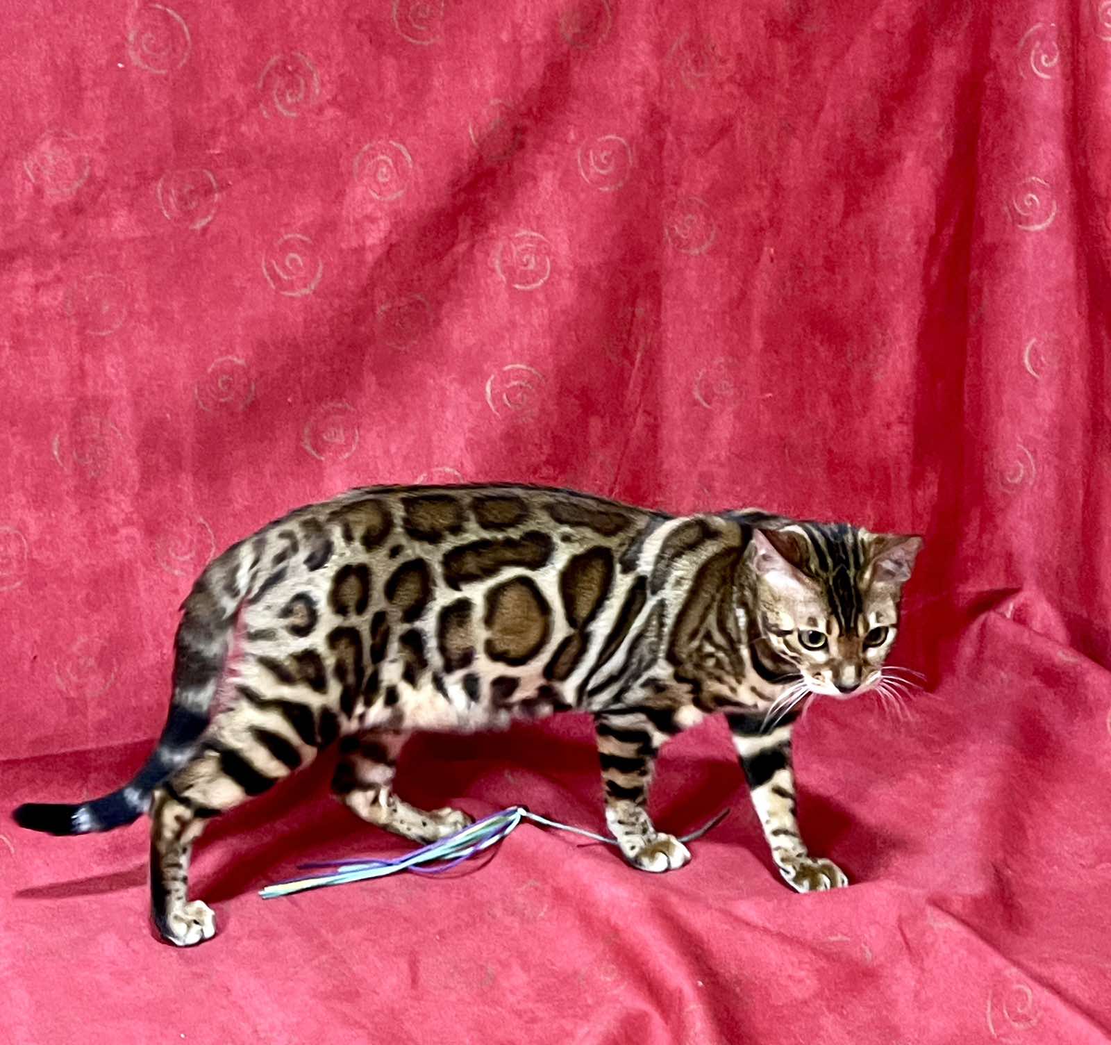 Xilia Bengal