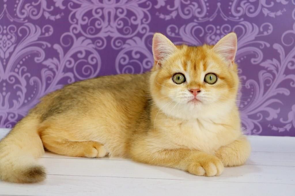 Zoe British Shorthair