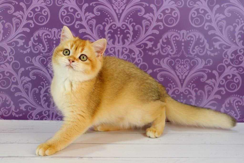 Zoe British Shorthair