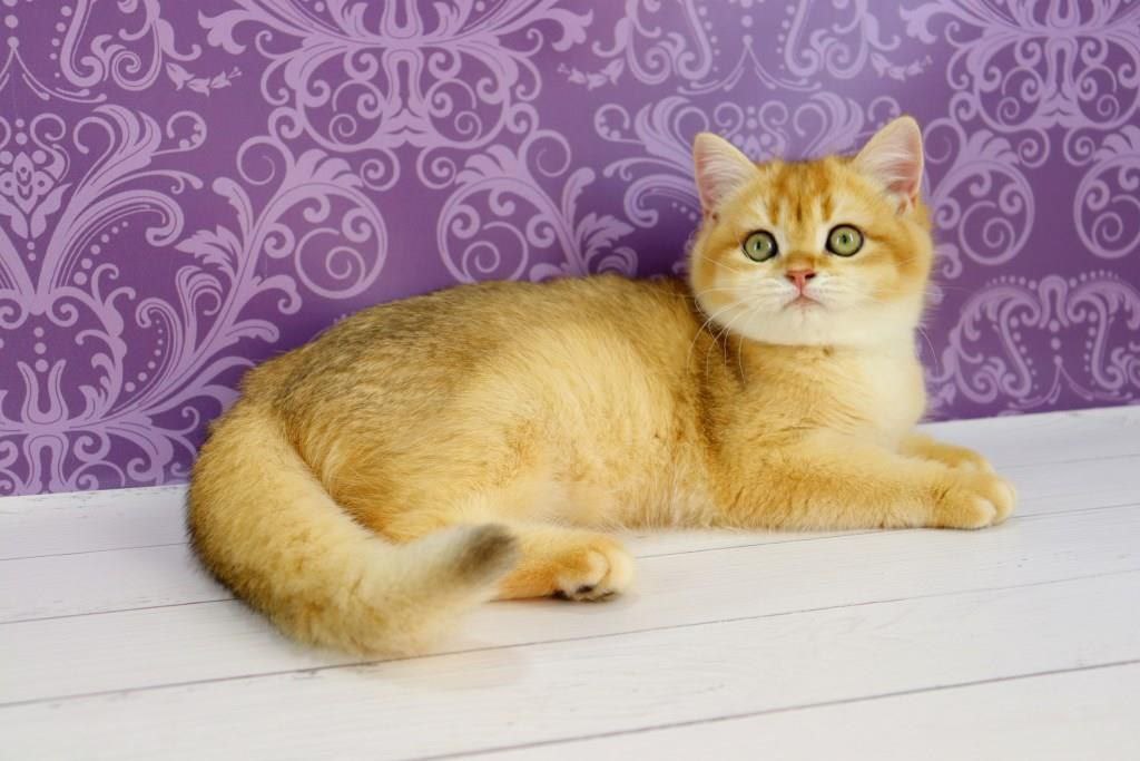 Zoe British Shorthair