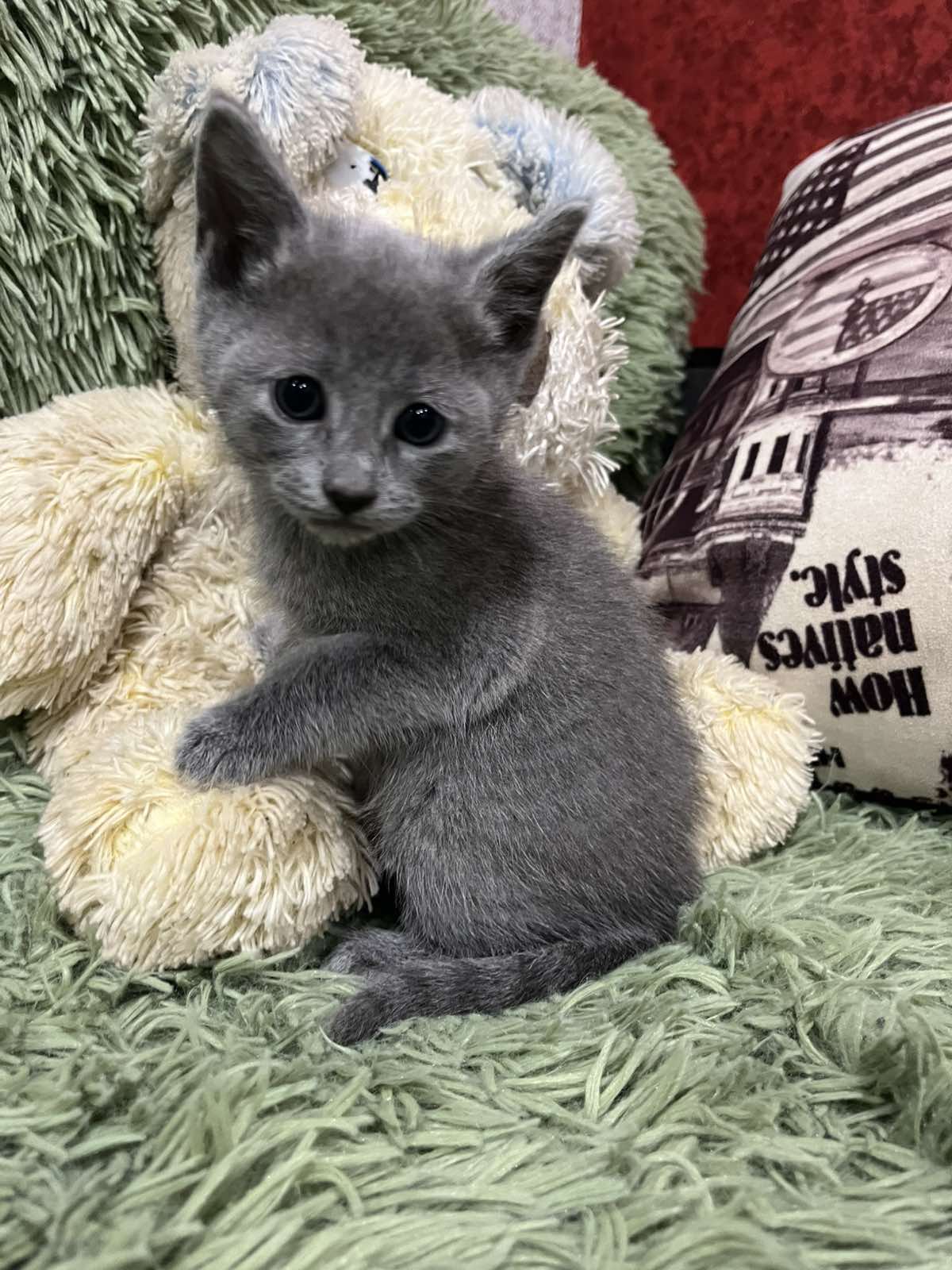 Kenni Russian Blue