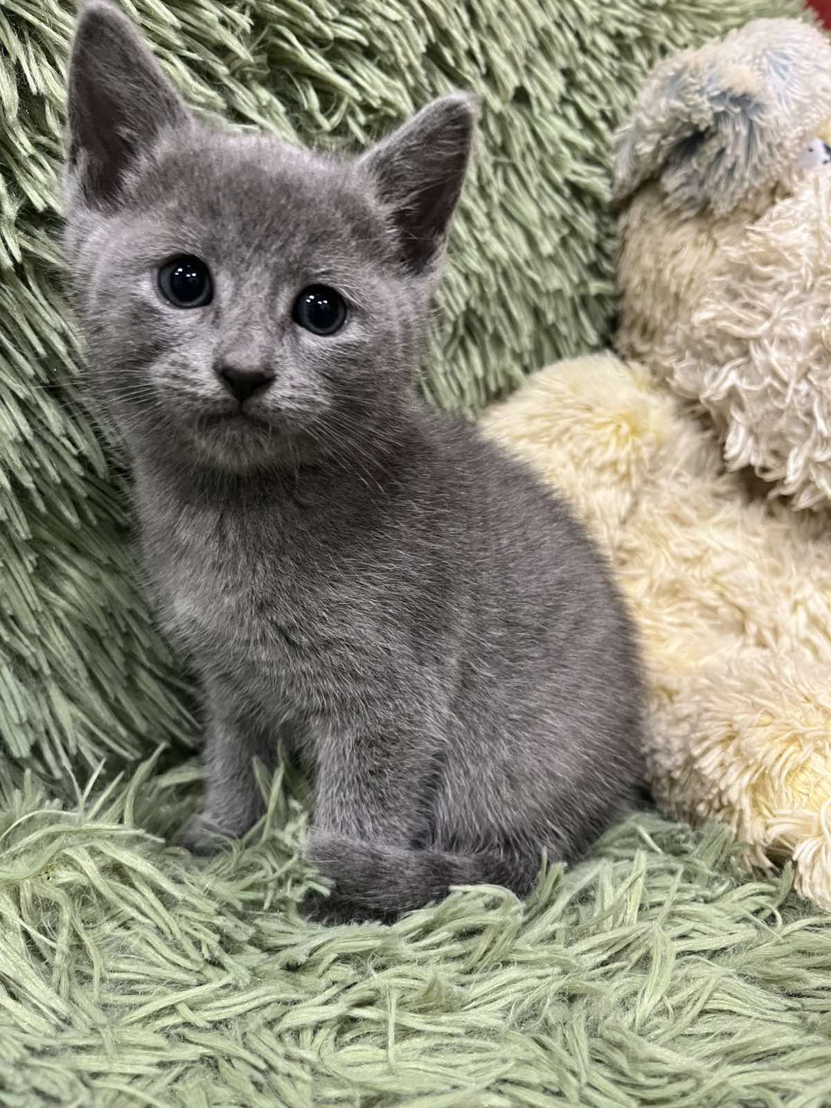 Kenni Russian Blue