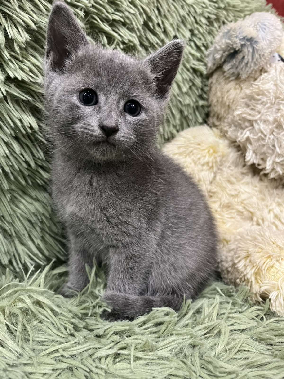 Kenni Russian Blue