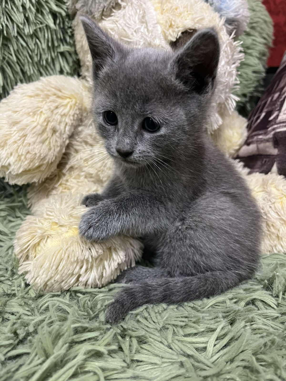 Kenni Russian Blue