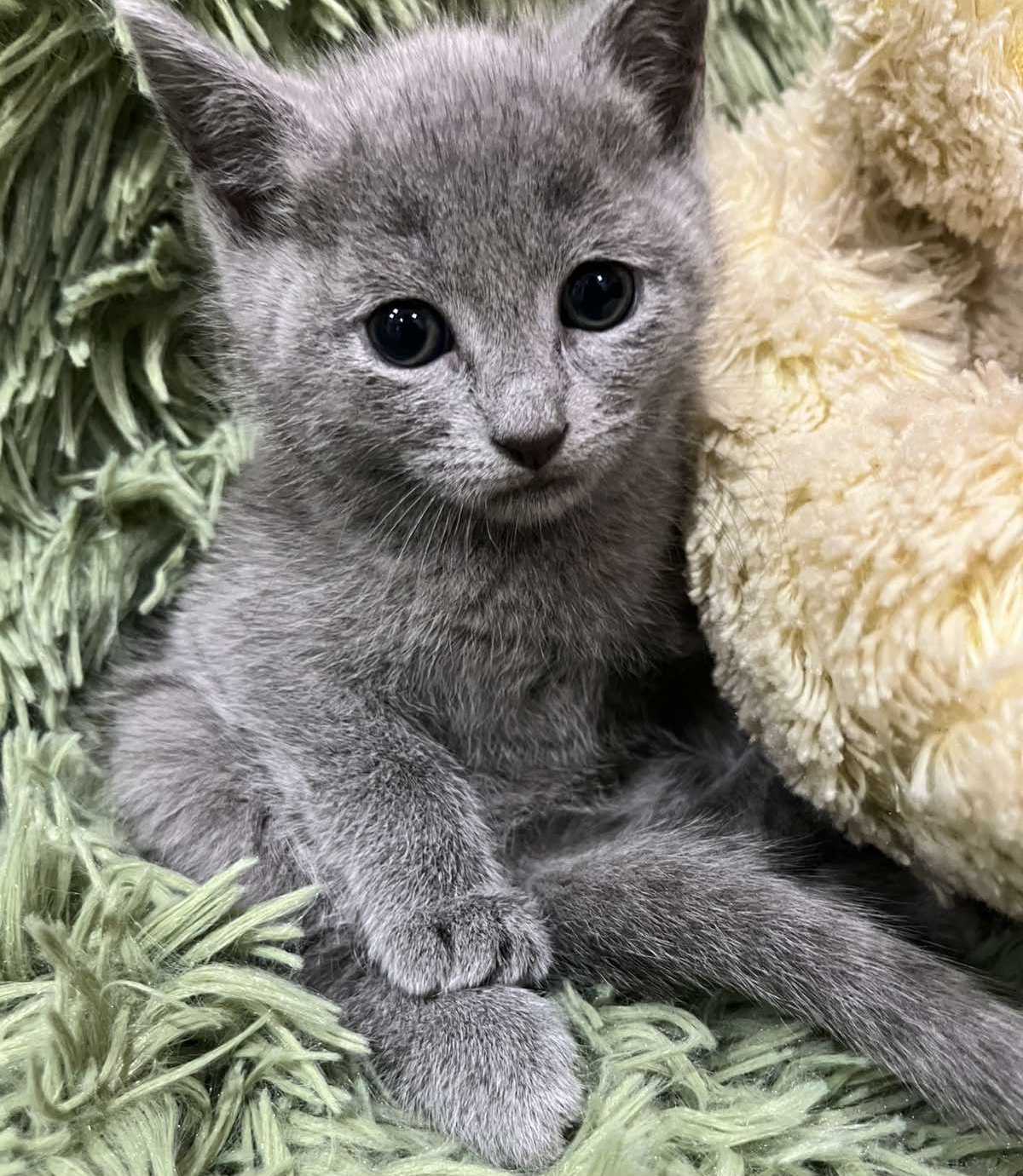 Kessi Russian Blue