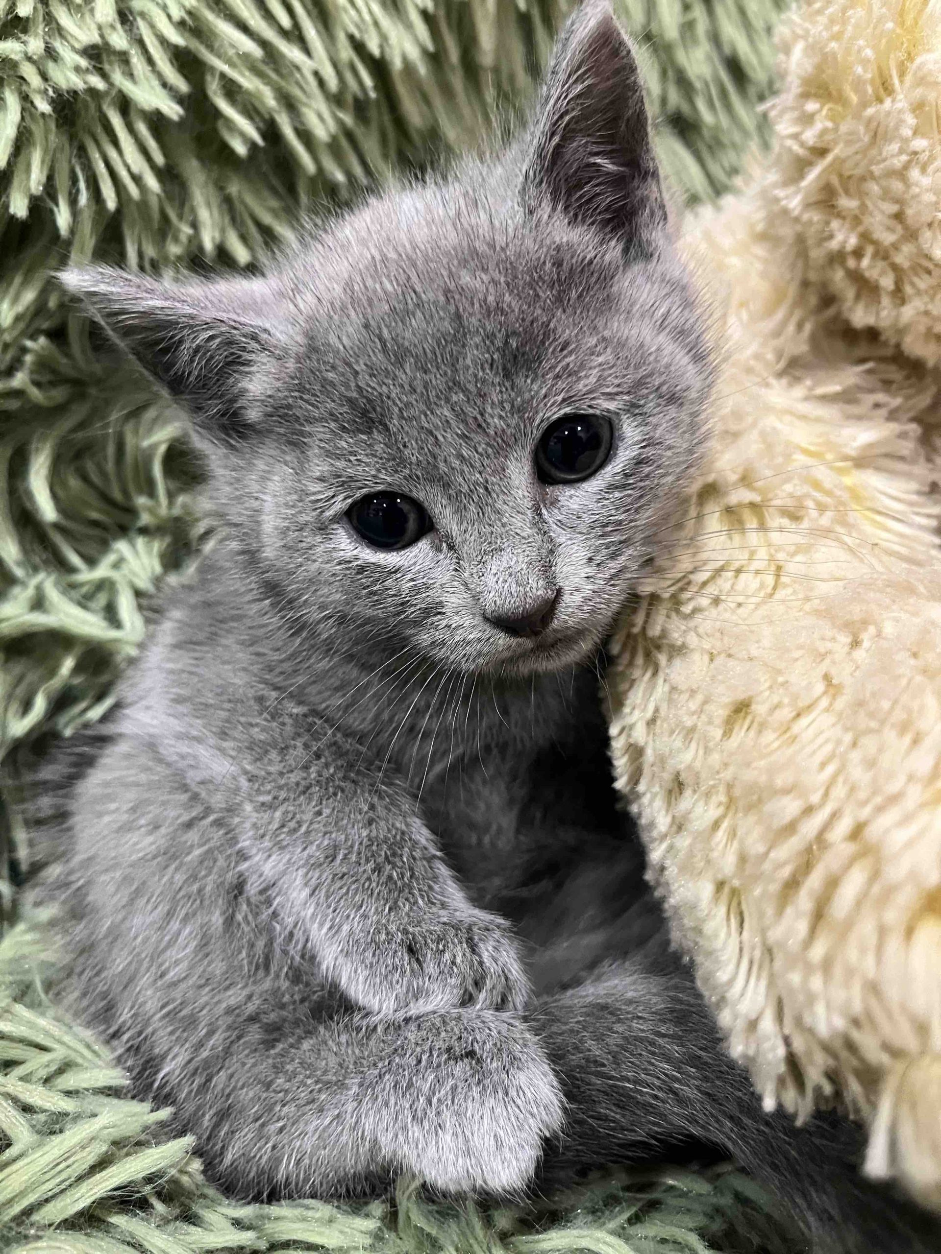 Kessi Russian Blue