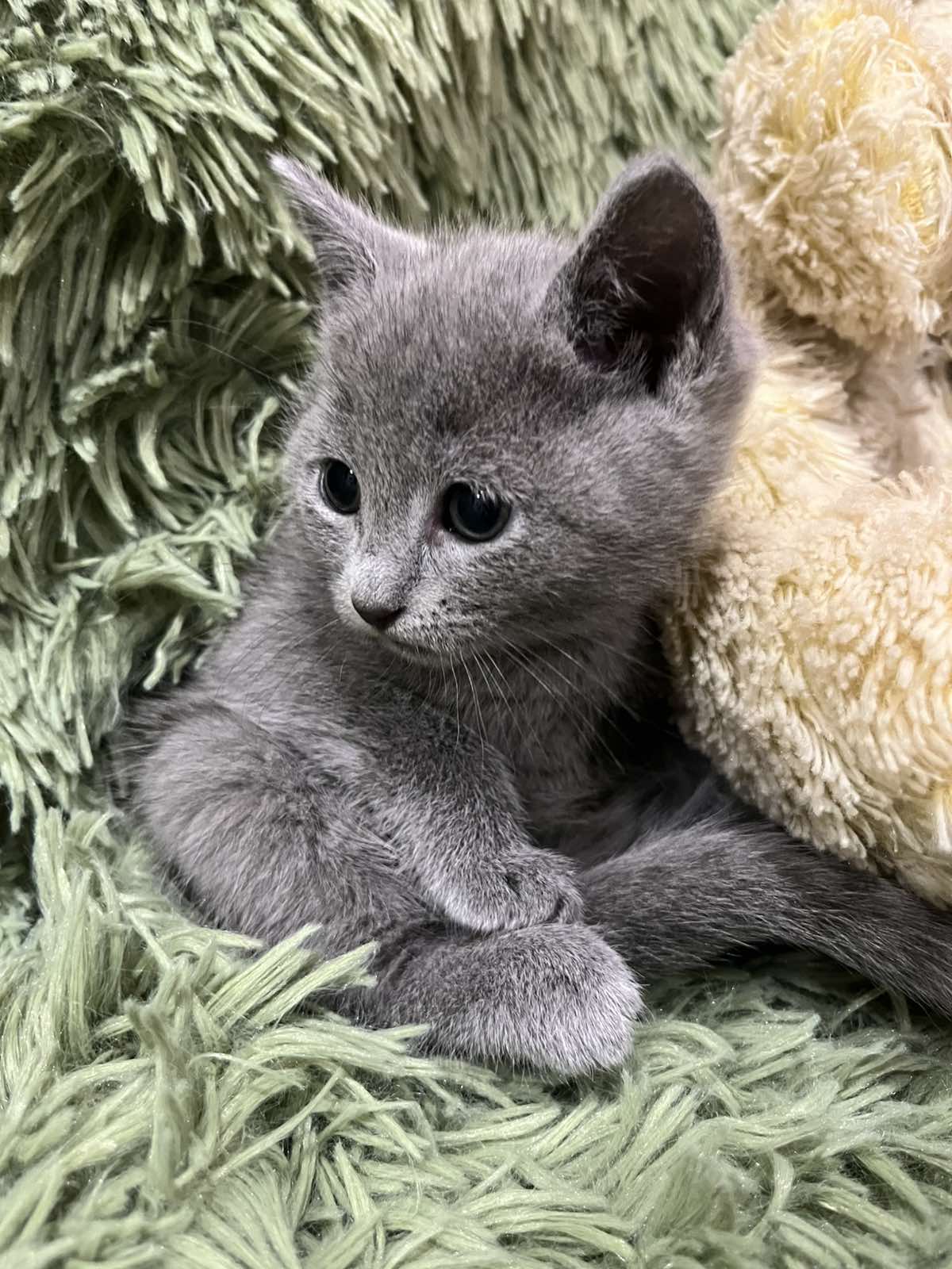 Kessi Russian Blue