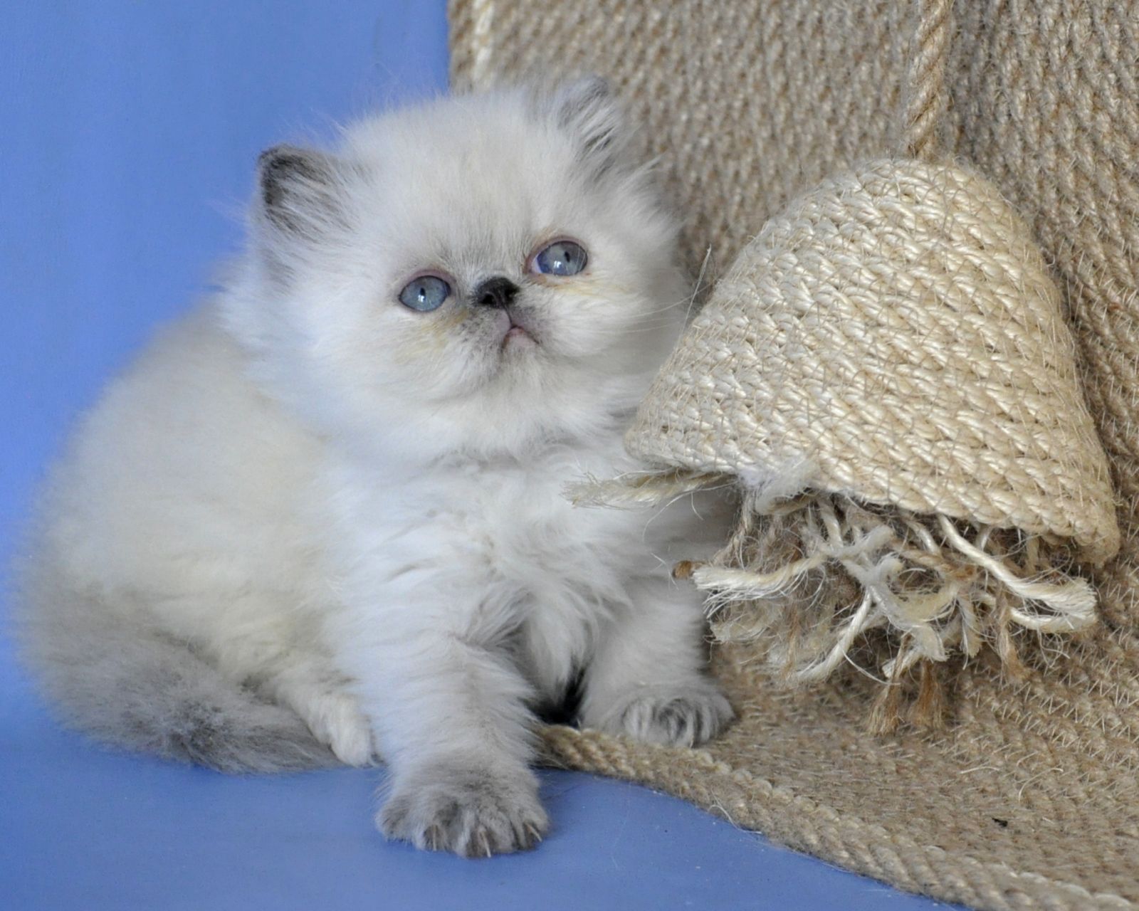 Asia Persian