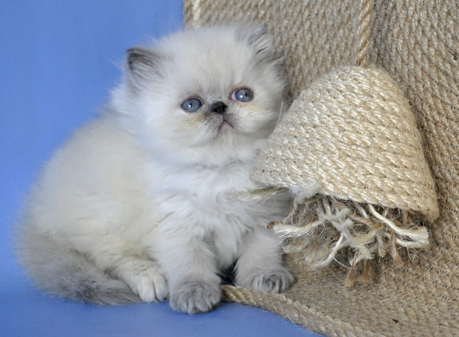 Asia Persian