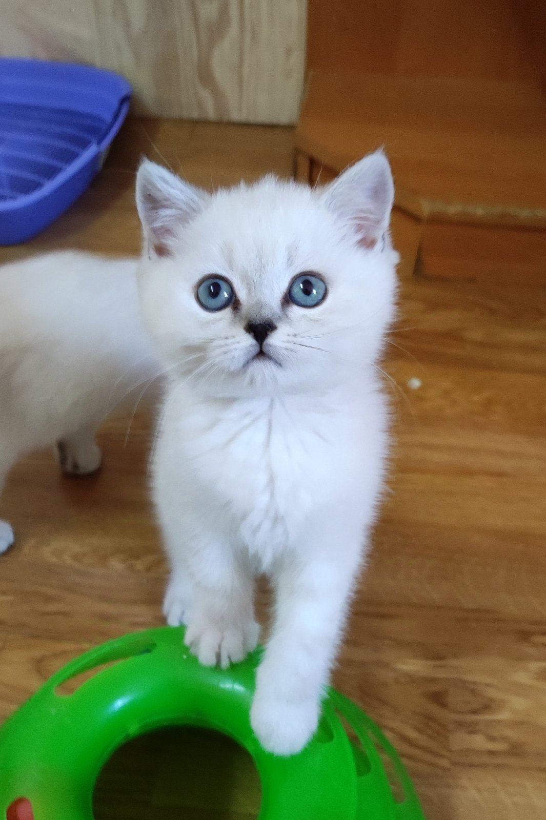 Barni British Shorthair