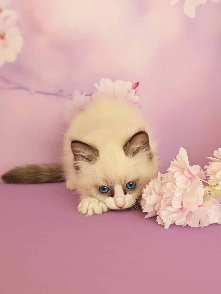 Celeste Ragdoll