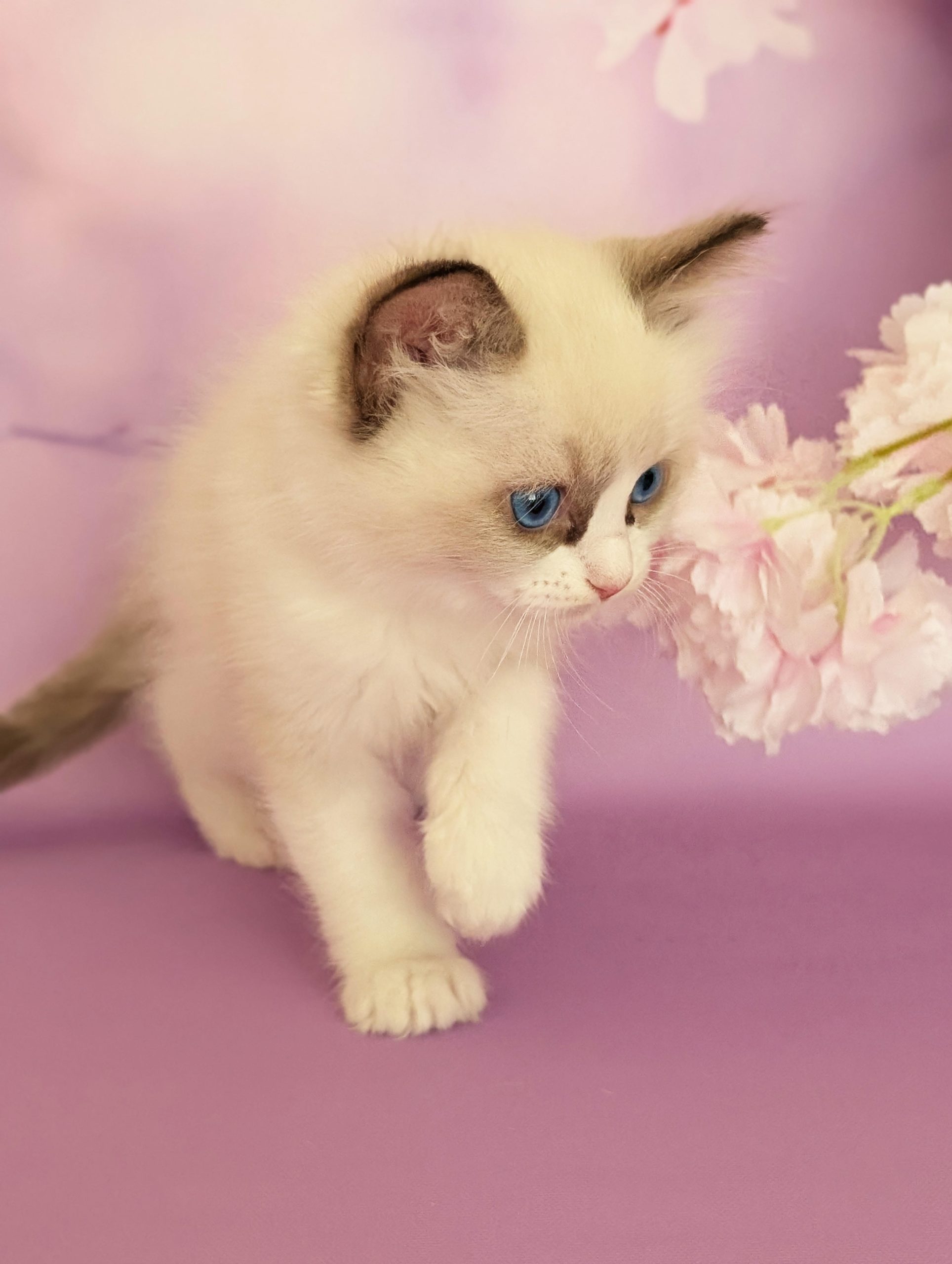 Celeste Ragdoll